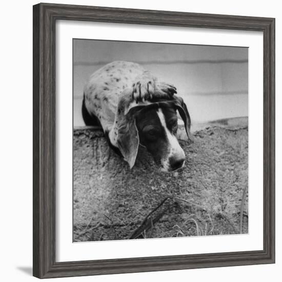 Pointer Belonging to Animal Psychologist and Trainer Keller Breland Entitled "My Aching Head."-Joe Scherschel-Framed Photographic Print