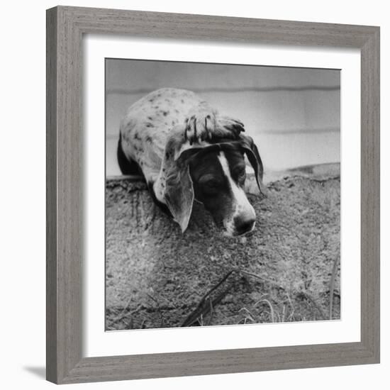 Pointer Belonging to Animal Psychologist and Trainer Keller Breland Entitled "My Aching Head."-Joe Scherschel-Framed Photographic Print