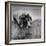 Pointer Belonging to Animal Psychologist and Trainer Keller Breland Entitled "My Aching Head."-Joe Scherschel-Framed Photographic Print