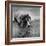 Pointer Belonging to Animal Psychologist and Trainer Keller Breland Entitled "My Aching Head."-Joe Scherschel-Framed Photographic Print