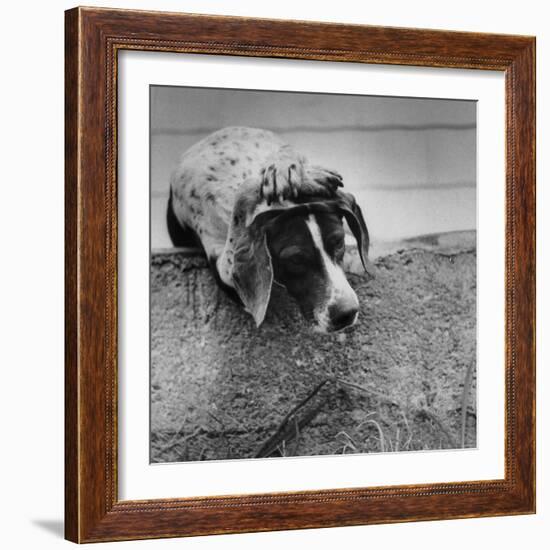 Pointer Belonging to Animal Psychologist and Trainer Keller Breland Entitled "My Aching Head."-Joe Scherschel-Framed Photographic Print