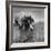 Pointer Belonging to Animal Psychologist and Trainer Keller Breland Entitled "My Aching Head."-Joe Scherschel-Framed Photographic Print