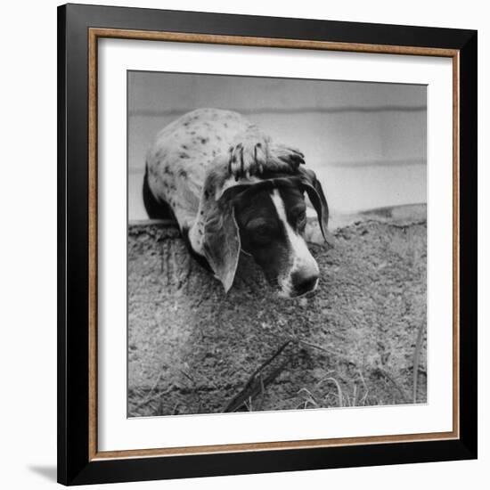 Pointer Belonging to Animal Psychologist and Trainer Keller Breland Entitled "My Aching Head."-Joe Scherschel-Framed Photographic Print