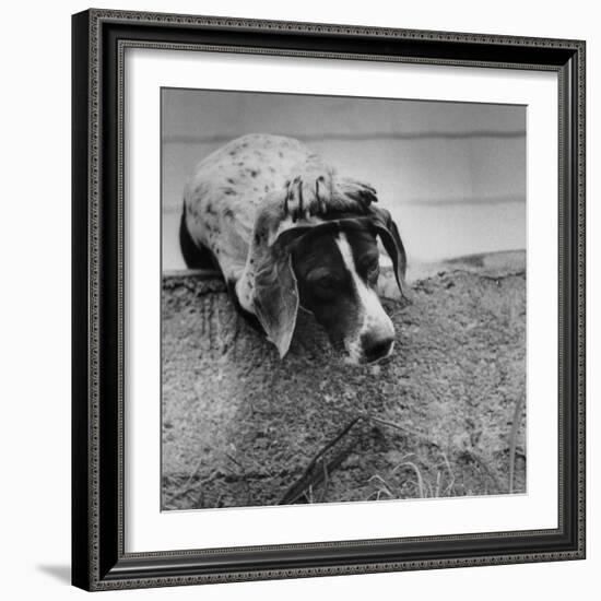 Pointer Belonging to Animal Psychologist and Trainer Keller Breland Entitled "My Aching Head."-Joe Scherschel-Framed Photographic Print