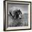 Pointer Belonging to Animal Psychologist and Trainer Keller Breland Entitled "My Aching Head."-Joe Scherschel-Framed Photographic Print