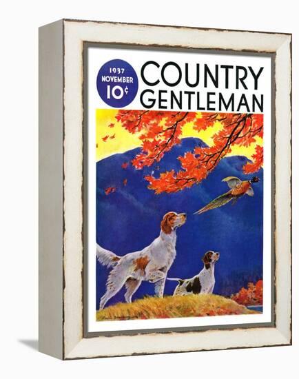 "Pointing to the Pheasant," Country Gentleman Cover, November 1, 1937-Paul Bransom-Framed Premier Image Canvas