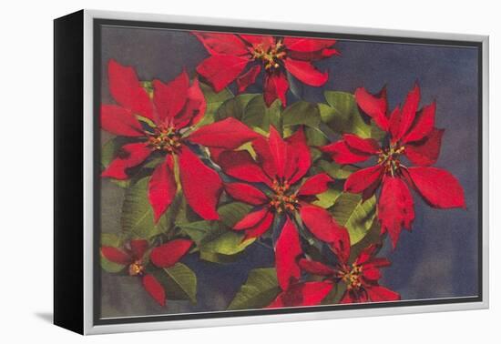 Pointsettias-null-Framed Stretched Canvas