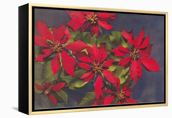 Pointsettias-null-Framed Stretched Canvas