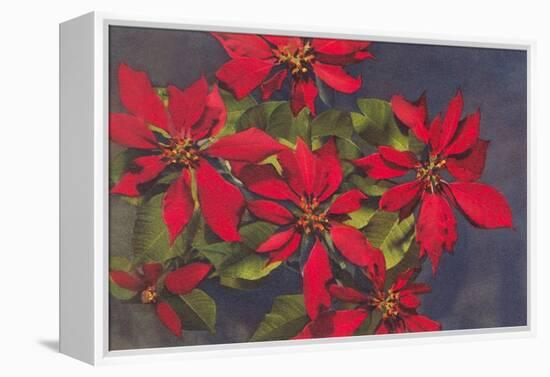 Pointsettias-null-Framed Stretched Canvas