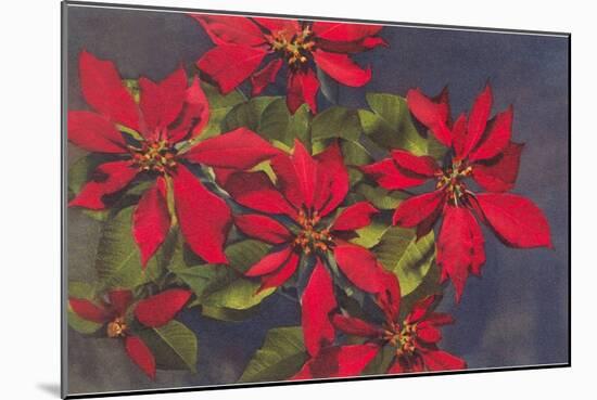 Pointsettias-null-Mounted Art Print