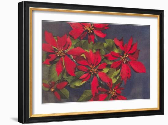 Pointsettias-null-Framed Art Print