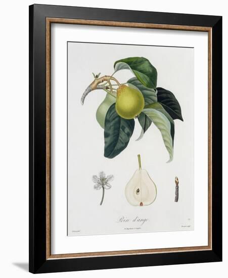 Poire D'Ange, Engraved by Bocourt, Published 1755-Pierre-Antoine Poiteau-Framed Giclee Print