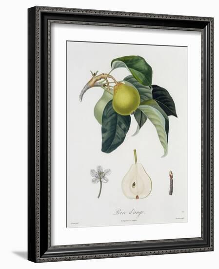 Poire D'Ange, Engraved by Bocourt, Published 1755-Pierre-Antoine Poiteau-Framed Giclee Print