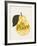 Poire-Clara Wells-Framed Giclee Print