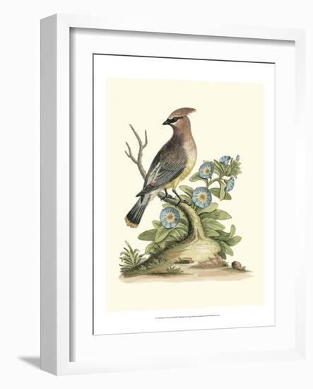 Poised in Nature III-George Edwards-Framed Art Print