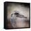 Poised Ostrich-Jai Johnson-Framed Premier Image Canvas