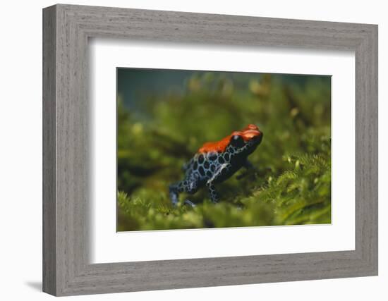 Poison Arrow Frog in Foliage-DLILLC-Framed Photographic Print