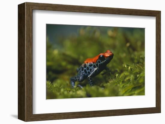 Poison Arrow Frog in Foliage-DLILLC-Framed Photographic Print