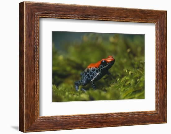 Poison Arrow Frog in Foliage-DLILLC-Framed Photographic Print