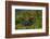 Poison Arrow Frog in Foliage-DLILLC-Framed Photographic Print