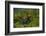 Poison Arrow Frog in Foliage-DLILLC-Framed Photographic Print