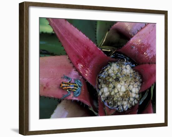 Poison Arrow Frog, Peru-Art Wolfe-Framed Photographic Print