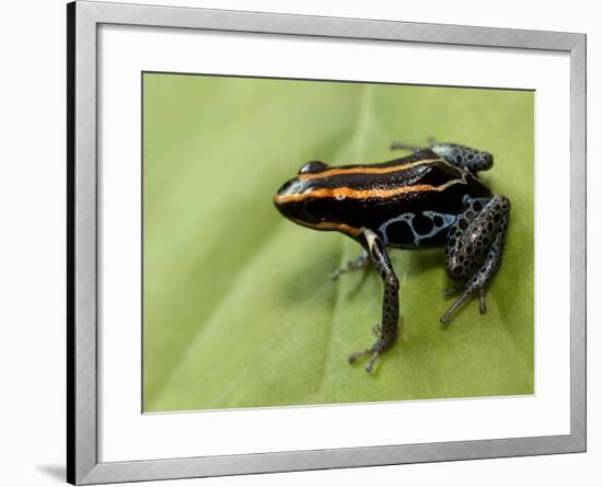 Poison Arrow Frog, Yasuni National Park, Ecuador-Pete Oxford-Framed Photographic Print