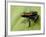 Poison Arrow Frog, Yasuni National Park, Ecuador-Pete Oxford-Framed Photographic Print