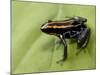 Poison Arrow Frog, Yasuni National Park, Ecuador-Pete Oxford-Mounted Photographic Print