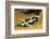 Poison Dart Frog, Costa Rica-Paul Souders-Framed Photographic Print