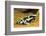 Poison Dart Frog, Costa Rica-Paul Souders-Framed Photographic Print