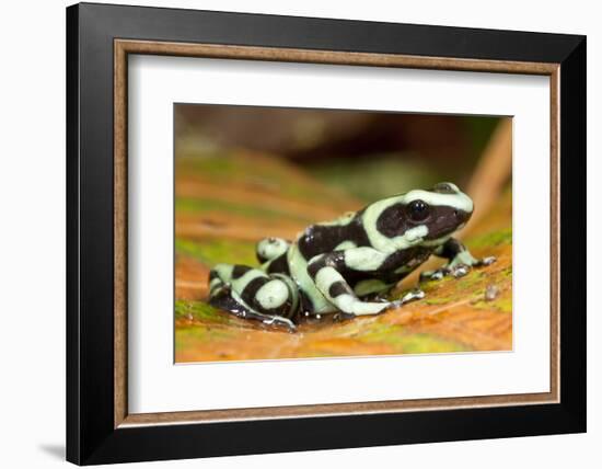 Poison Dart Frog, Costa Rica-Paul Souders-Framed Photographic Print