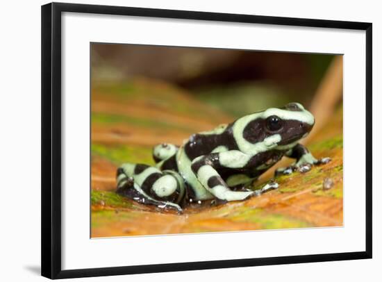 Poison Dart Frog, Costa Rica-Paul Souders-Framed Photographic Print