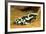 Poison Dart Frog, Costa Rica-Paul Souders-Framed Photographic Print
