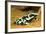 Poison Dart Frog, Costa Rica-Paul Souders-Framed Photographic Print