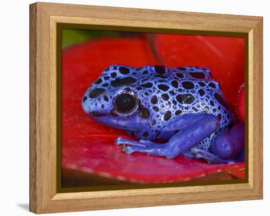 Poison Dart Frog on Red Leaf, Republic of Surinam-Jim Zuckerman-Framed Premier Image Canvas