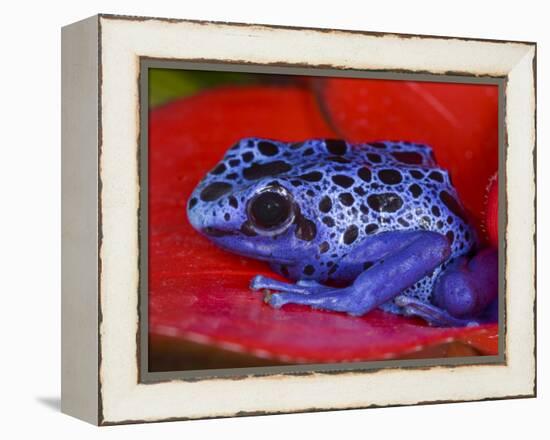 Poison Dart Frog on Red Leaf, Republic of Surinam-Jim Zuckerman-Framed Premier Image Canvas