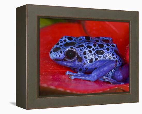 Poison Dart Frog on Red Leaf, Republic of Surinam-Jim Zuckerman-Framed Premier Image Canvas