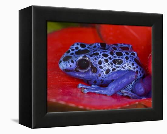 Poison Dart Frog on Red Leaf, Republic of Surinam-Jim Zuckerman-Framed Premier Image Canvas