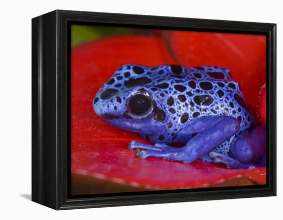 Poison Dart Frog on Red Leaf, Republic of Surinam-Jim Zuckerman-Framed Premier Image Canvas