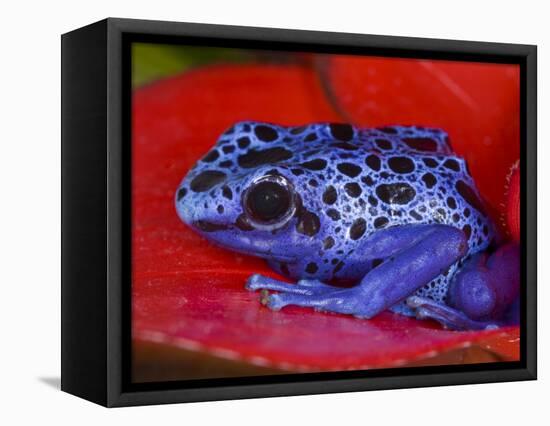 Poison Dart Frog on Red Leaf, Republic of Surinam-Jim Zuckerman-Framed Premier Image Canvas