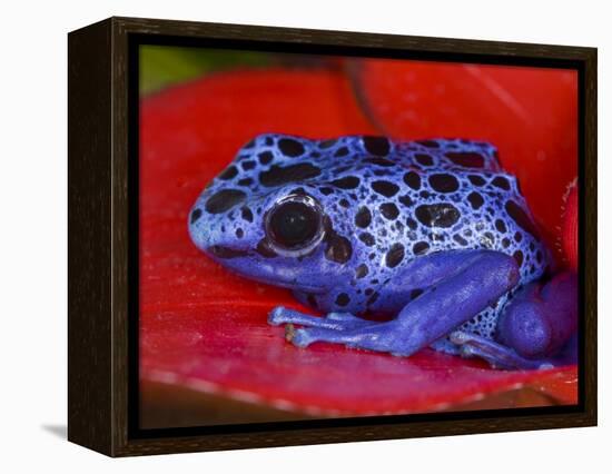 Poison Dart Frog on Red Leaf, Republic of Surinam-Jim Zuckerman-Framed Premier Image Canvas