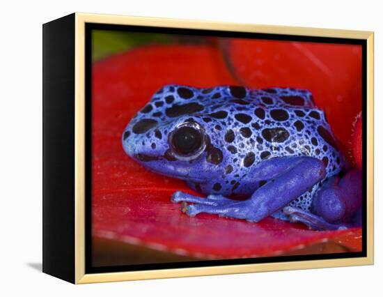 Poison Dart Frog on Red Leaf, Republic of Surinam-Jim Zuckerman-Framed Premier Image Canvas