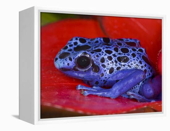 Poison Dart Frog on Red Leaf, Republic of Surinam-Jim Zuckerman-Framed Premier Image Canvas