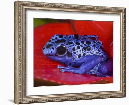 Poison Dart Frog on Red Leaf, Republic of Surinam-Jim Zuckerman-Framed Photographic Print