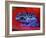 Poison Dart Frog on Red Leaf, Republic of Surinam-Jim Zuckerman-Framed Photographic Print