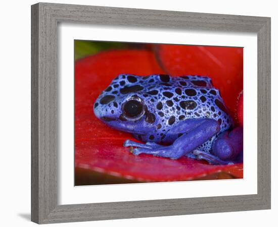 Poison Dart Frog on Red Leaf, Republic of Surinam-Jim Zuckerman-Framed Photographic Print