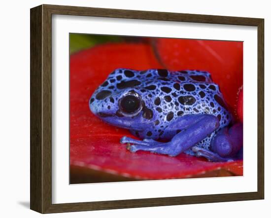 Poison Dart Frog on Red Leaf, Republic of Surinam-Jim Zuckerman-Framed Photographic Print