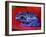 Poison Dart Frog on Red Leaf, Republic of Surinam-Jim Zuckerman-Framed Photographic Print