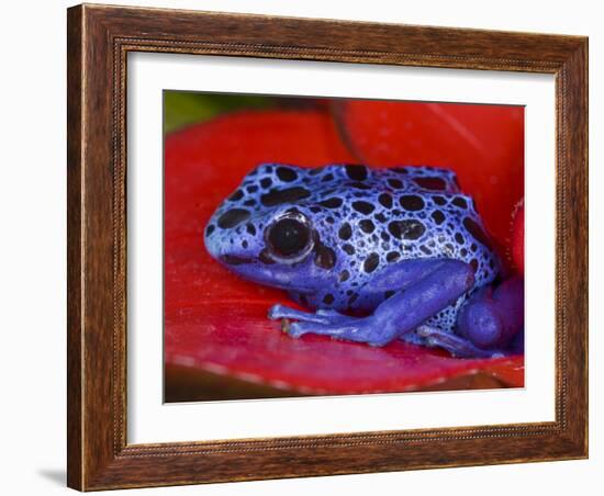 Poison Dart Frog on Red Leaf, Republic of Surinam-Jim Zuckerman-Framed Photographic Print